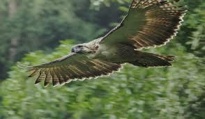 Philippine eagle, also known as the monkey-eating eagle or great Philippine eagle, is a critically endangered species of eagle